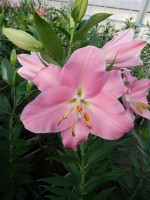 [5240 Canaletto No01.JPG]